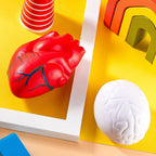 2 Pcs Anatomy Heart Brain Stress Toy Set - Foam Squeeze Balls